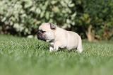 BOULEDOGUE FRANCAIS 614